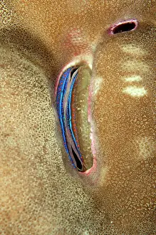 Scallop: Iridescent Scallop wedged in coral