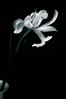 Unexplained: Iris