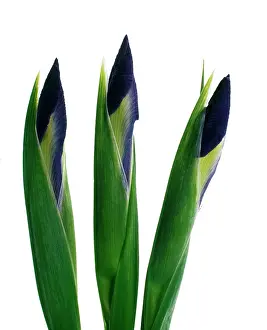 Progression: Iris