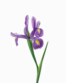 Progression: Iris