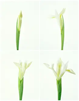 Progression: Iris