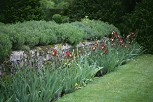 Rosemary: Iris