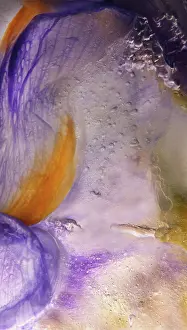 Iced: Iris