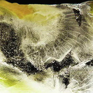 Iced: Iris