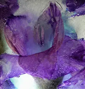 Iced: Iris