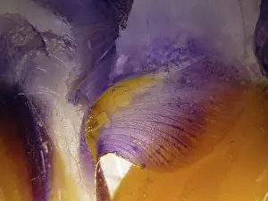 Iced: Iris
