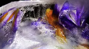 Iced: Iris