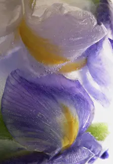 Iced: Iris
