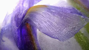 Iced: Iris