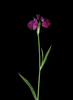 Fabulous: Iris