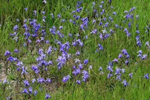 Irises: Iris Barbary Nut