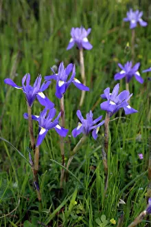 Irises: Iris Barbary Nut