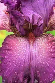 Rhizome: Iris, Bearded iris, Iris cultivar, Purple subject