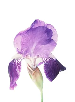 Pallida: Iris