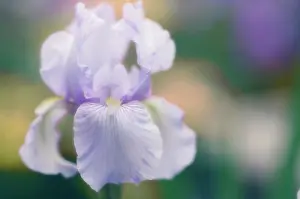 Pallida: Iris