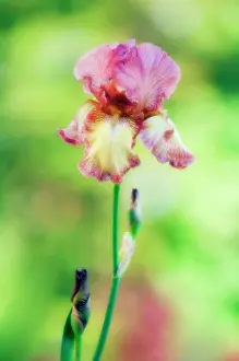 Toned: Iris