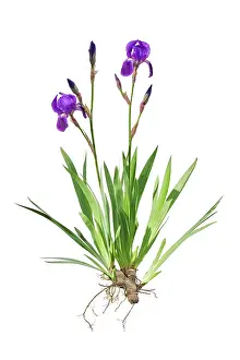 Pallida: Iris