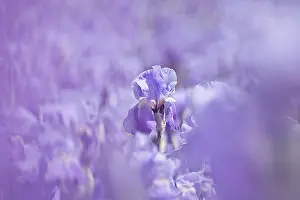 Ordinary: Iris