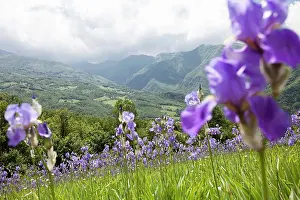 Rhizome: Iris