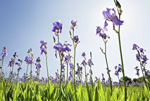 Rhizome: Iris