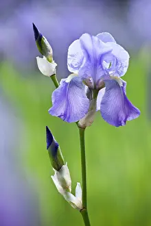Rhizome: Iris