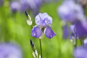 Rhizome: Iris