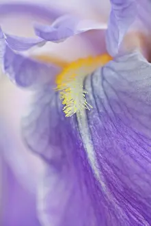 Rhizome: Iris