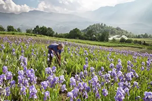 Rhizome: Iris