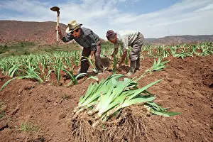 Workers: Iris