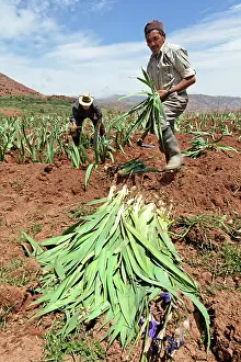Workers: Iris