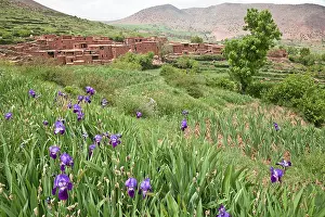 Rhizome: Iris