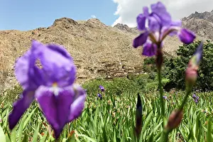 Rhizome: Iris