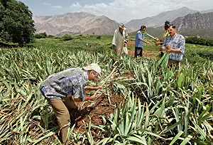 Workers: Iris