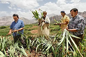 Workers: Iris
