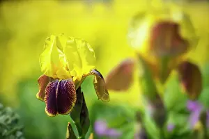 Rhizome: Iris, Bearded iris, Iris Rajah, A single flower