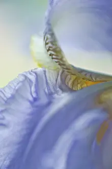 Rhizome: Iris, Bearded iris, detail showing yellow and black markings