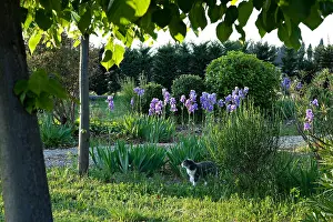 Mallows: Iris in bloom and cat in a garden