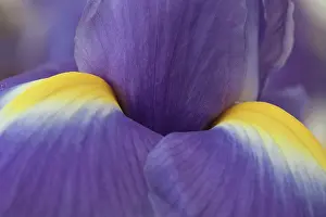 Rhizome: Iris, A blue flower with yellow markings, a very