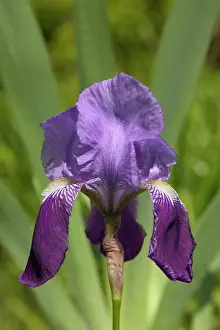 Irises: Iris - close-up of flower