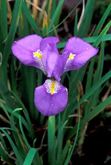 Irises: IRIS - close-up. Winter flowering