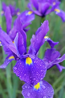 Rhizome: Iris, Dutch Iris, Iris Nova Blue, Close up of purple colou