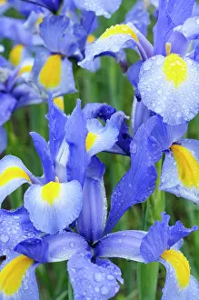 Rhizome: Iris, Dutch Iris, Iris Nova Blue, Close up of blue coloure