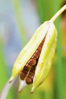 Collected: Iris