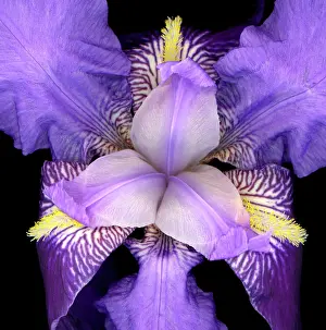 Irises: Iris flower