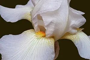 Rhizome: Iris, German Bearded iris, Iris germanica