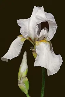 Rhizome: Iris, German Bearded iris, Iris germanica