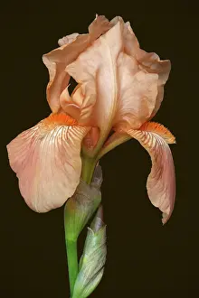Peach: Iris, German Bearded iris, Iris germanica