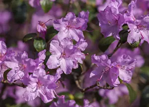 Peach: Iris, German Bearded iris, Iris germanica