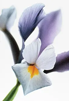 Photographic: Iris