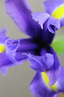 Vein: Iris